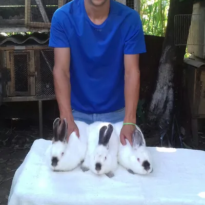 Lado Rabbit Farm — 1