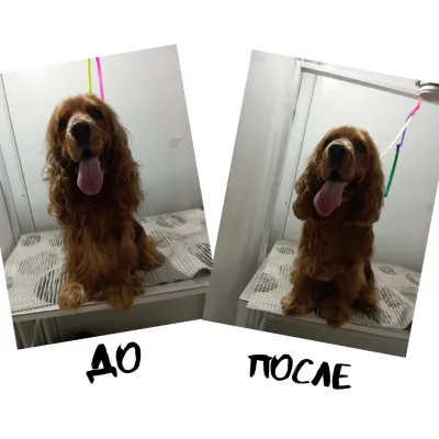 Pet shop "4 Paws" — 4