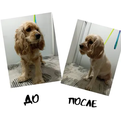 Pet shop "4 Paws" — 5