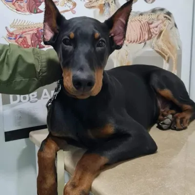 Pet shop "4 Paws" — 6