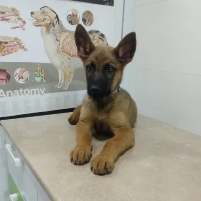 Pet shop "4 Paws" — 7