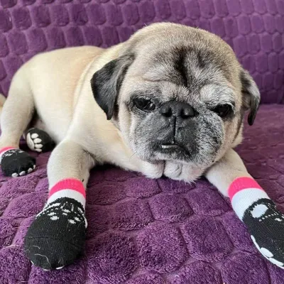 Pet shop "4 Paws" — 8