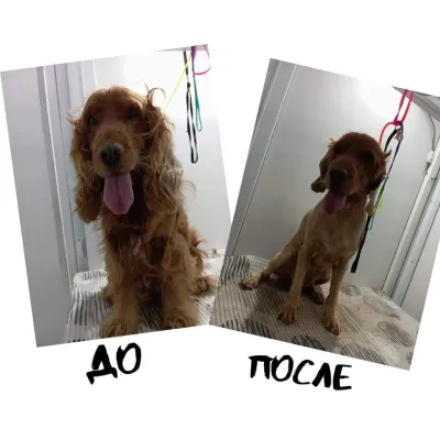 Pet shop "4 Paws" — 9