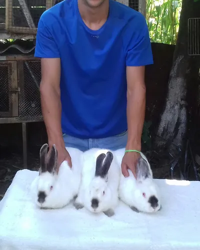 Lado Rabbit Farm